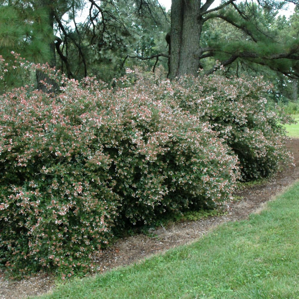 NetPS Plant Finder (www.netpsplantfinder.com)