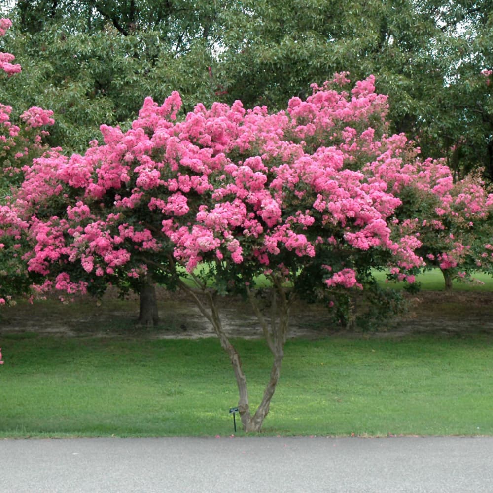 NetPS Plant Finder (www.netpsplantfinder.com)