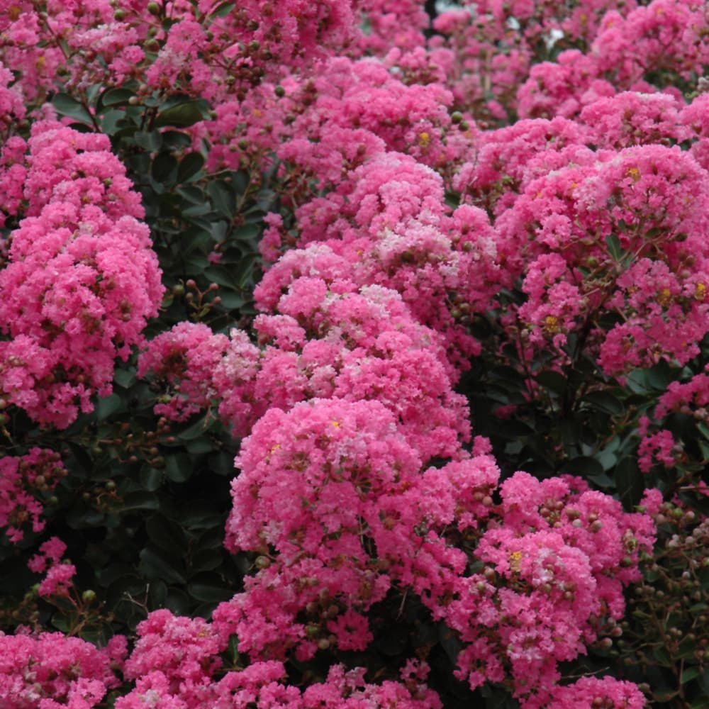 Crape Myrtle Arapaho