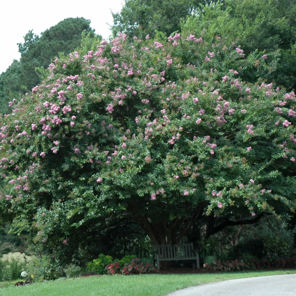 NetPS Plant Finder (www.netpsplantfinder.com)