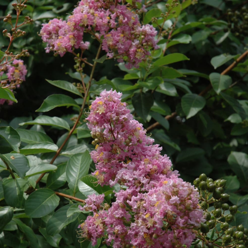 Crape Myrtle Muskogee