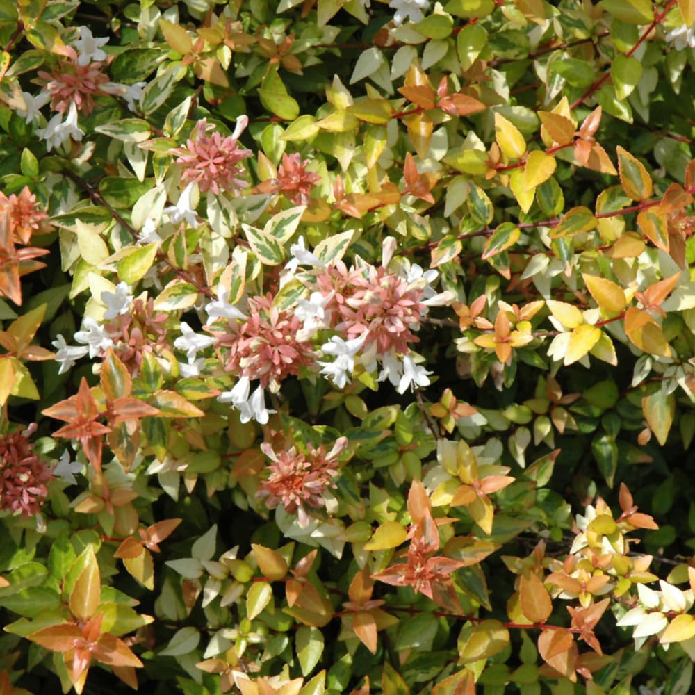 Abelia Kaleidoscope
