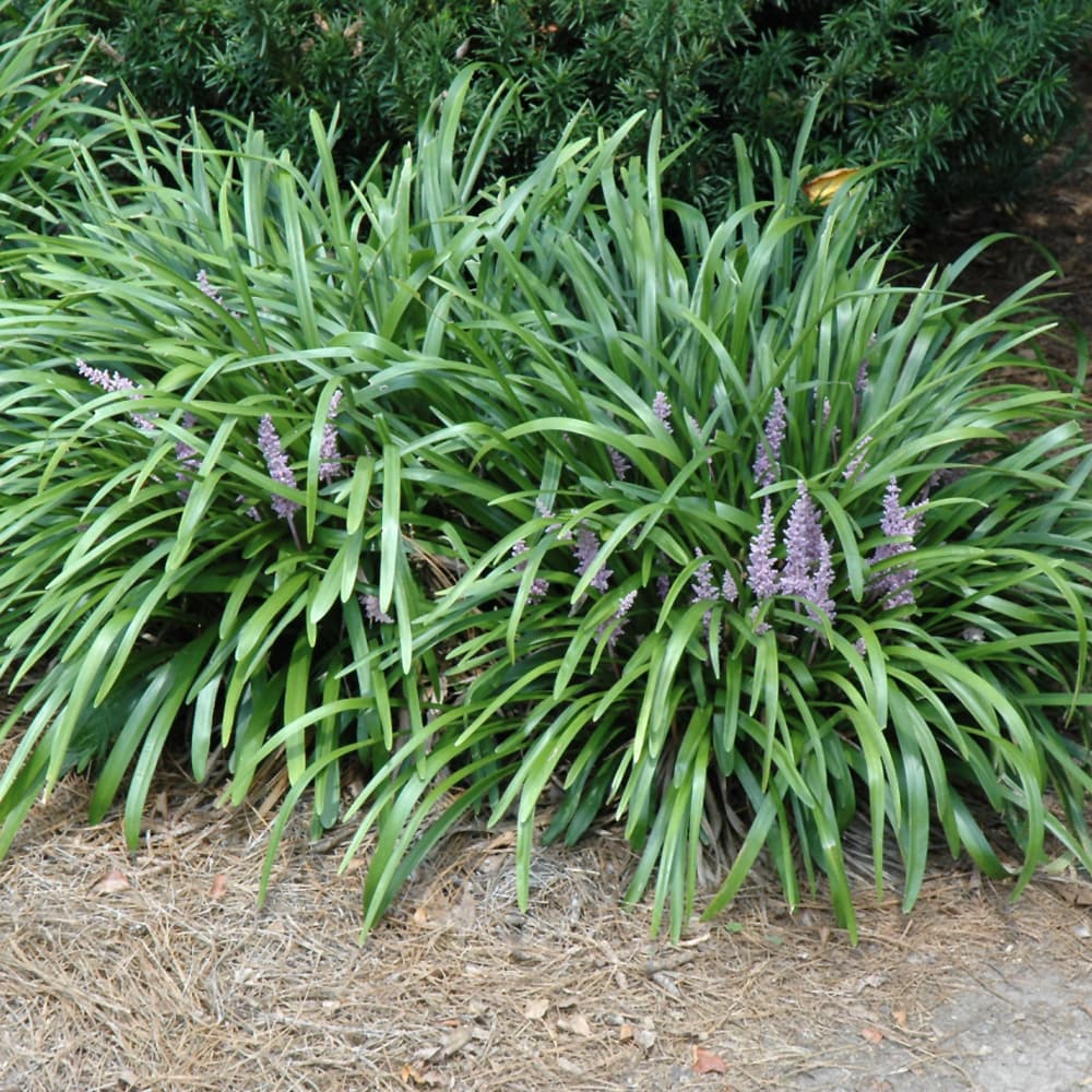 NetPS Plant Finder (www.netpsplantfinder.com)