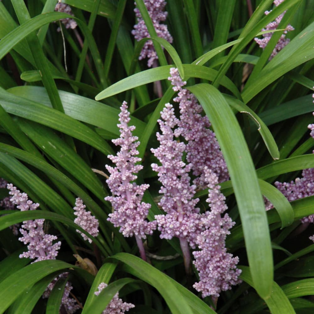 Liriope Superblue