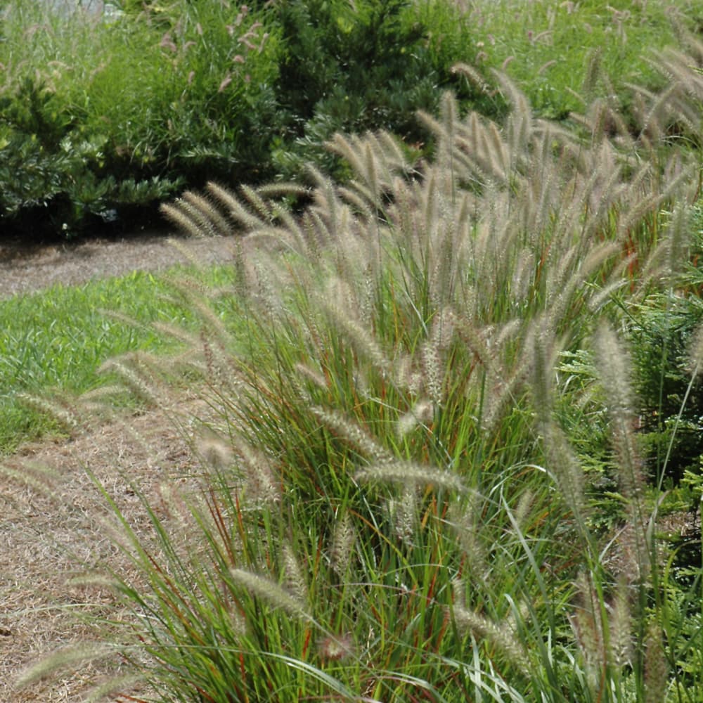 Grass Fountain Cassian