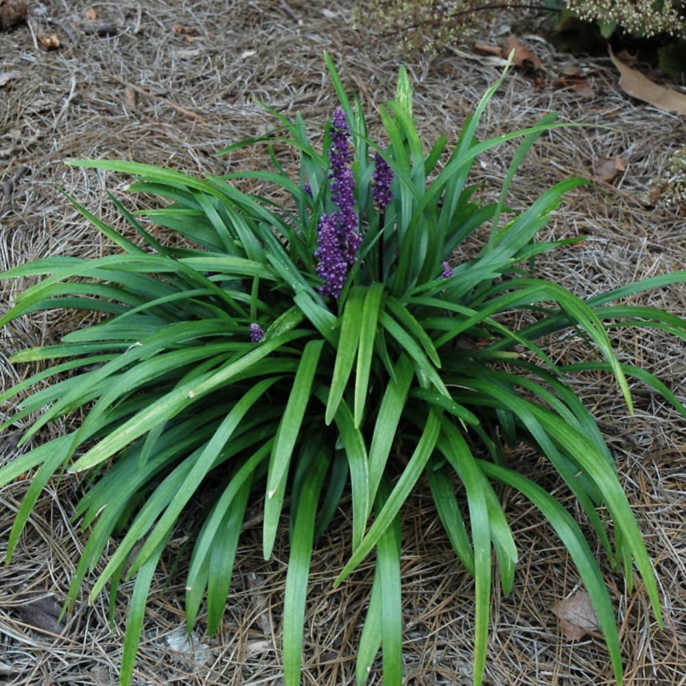 NetPS Plant Finder (www.netpsplantfinder.com)