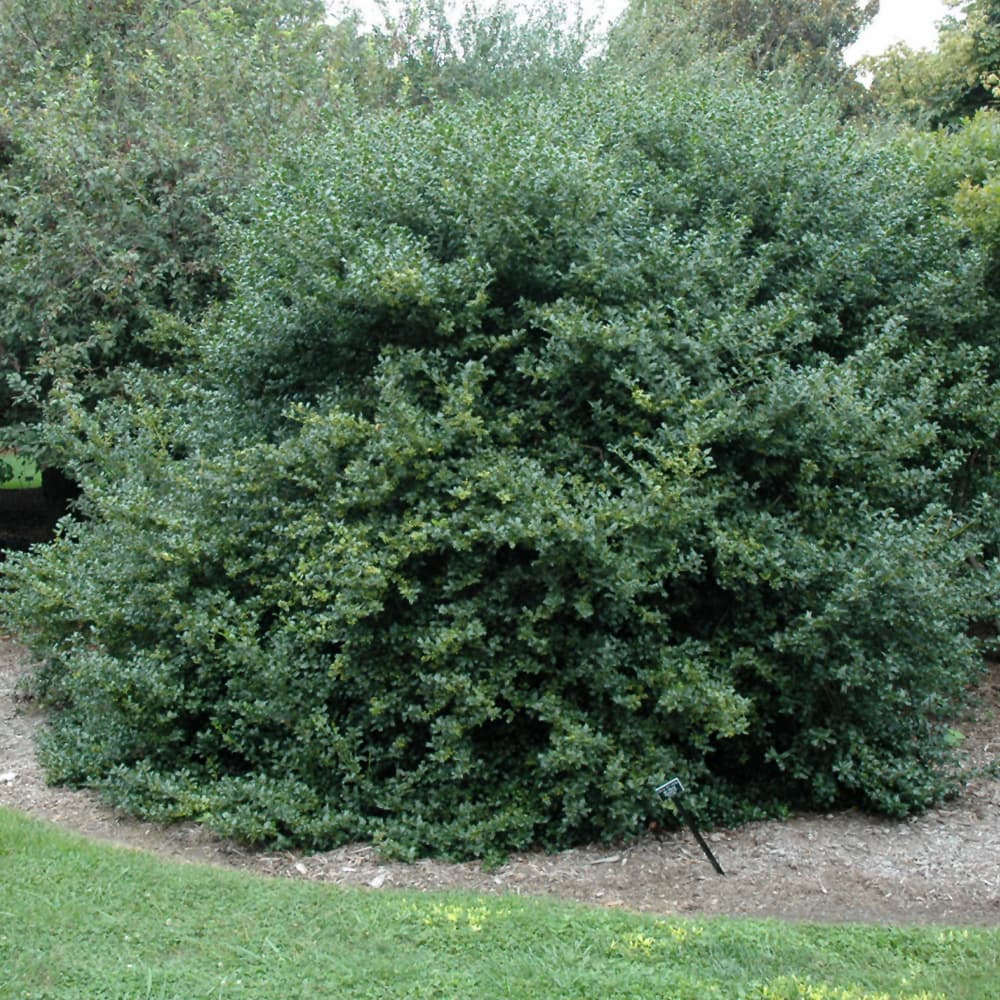 NetPS Plant Finder (www.netpsplantfinder.com)