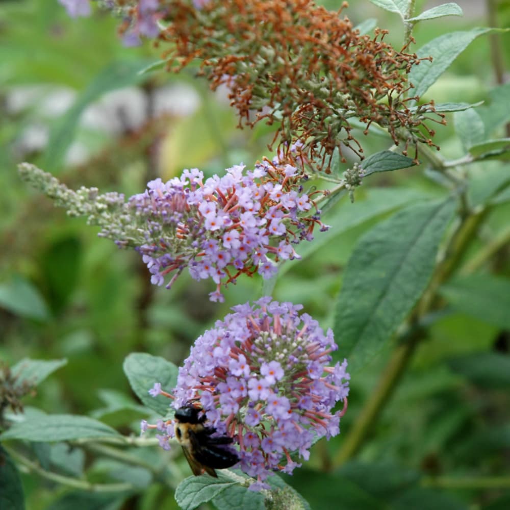 Butterfly Bush Lochinch