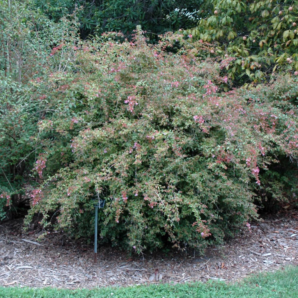 NetPS Plant Finder (www.netpsplantfinder.com)