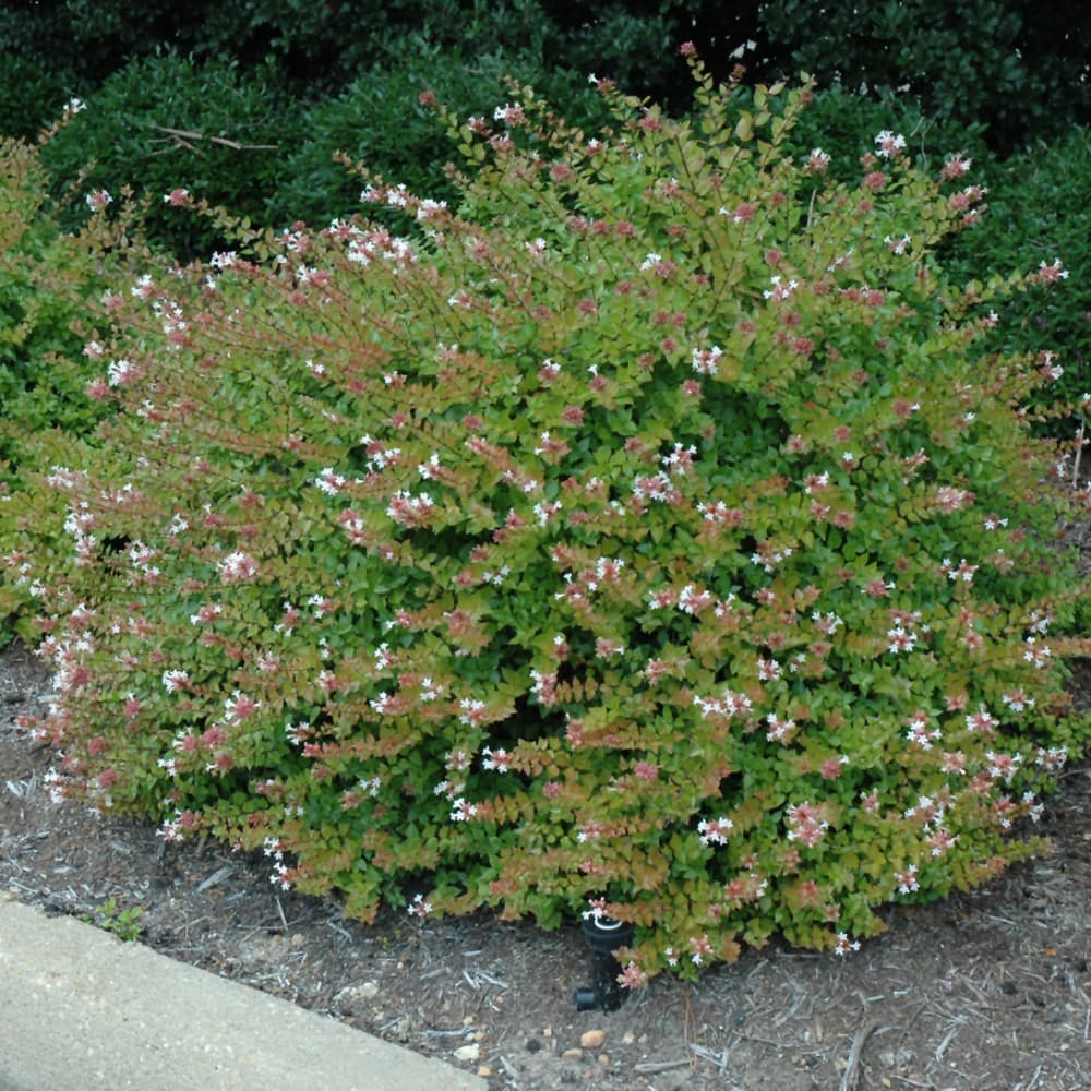 Abelia Rose Creek