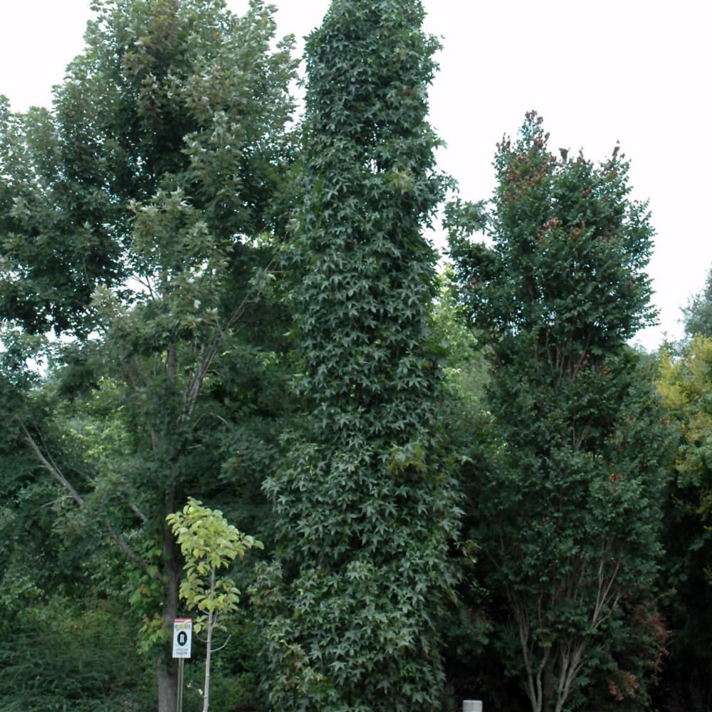 NetPS Plant Finder (www.netpsplantfinder.com)