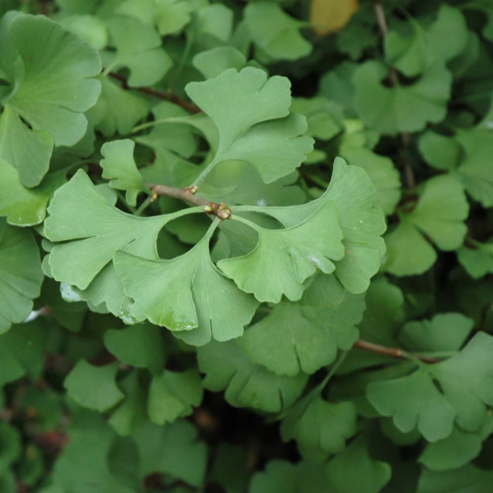 NetPS Plant Finder (www.netpsplantfinder.com)