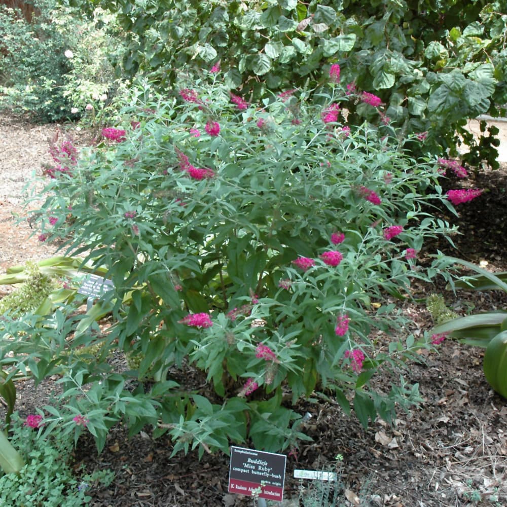 NetPS Plant Finder (www.netpsplantfinder.com)