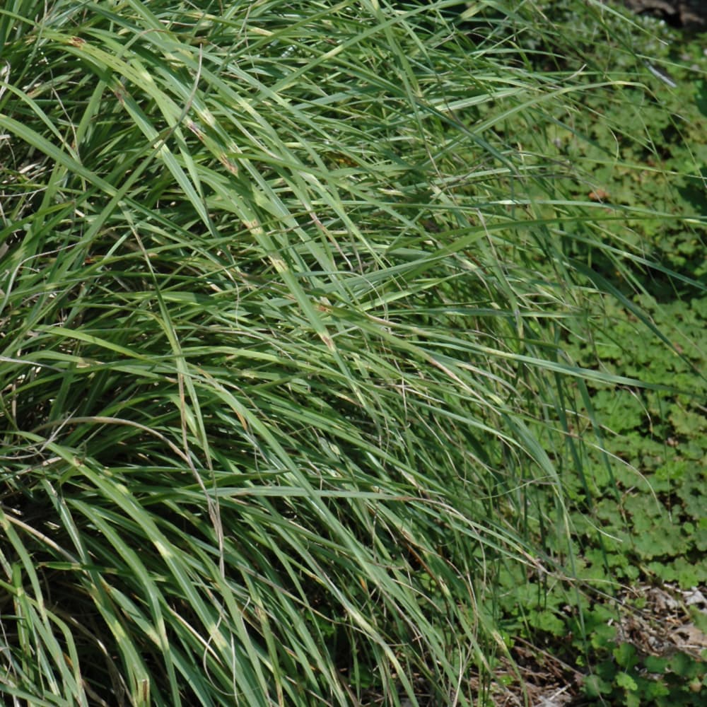Grass Little Zebra