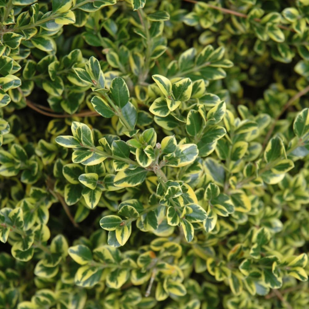 NetPS Plant Finder (www.netpsplantfinder.com)