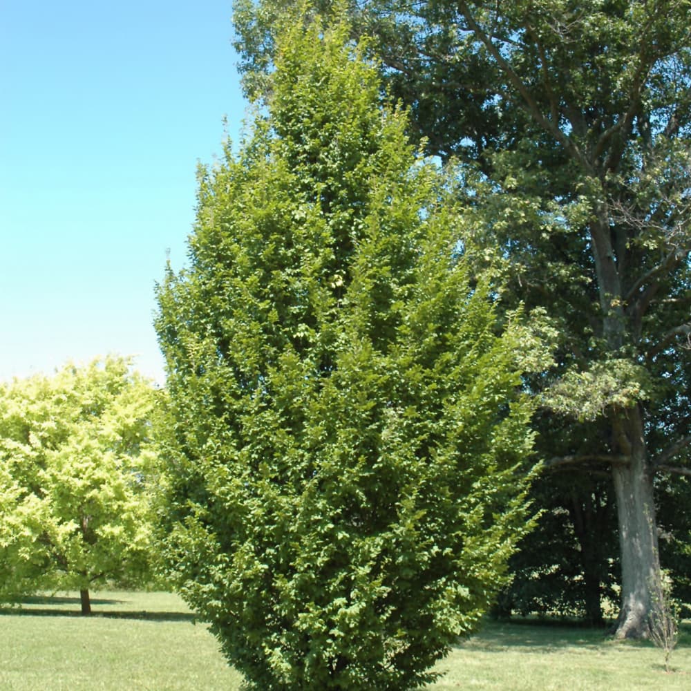 NetPS Plant Finder (www.netpsplantfinder.com)