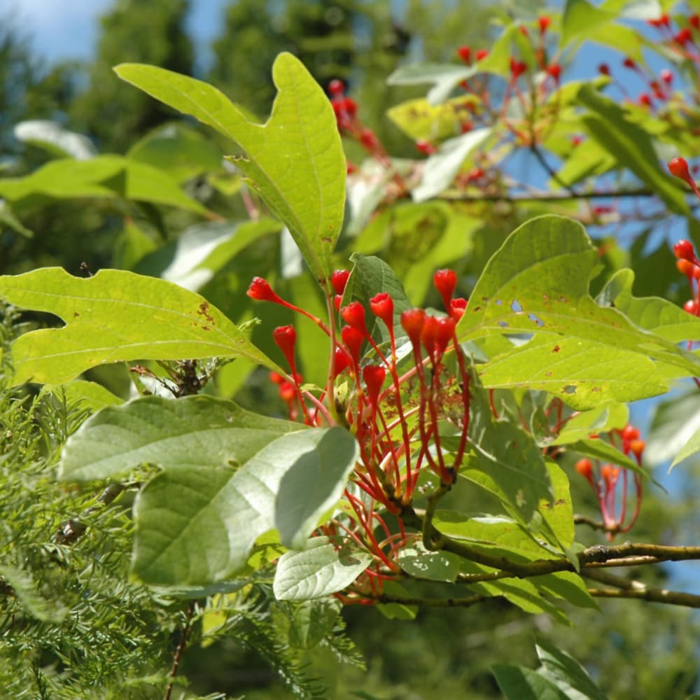 NetPS Plant Finder (www.netpsplantfinder.com)