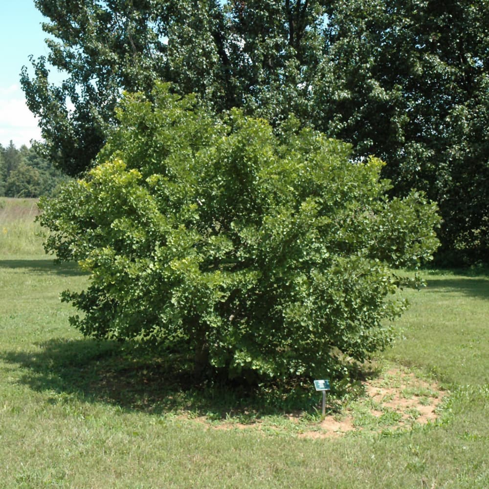 Ginkgo Jade Butterflies