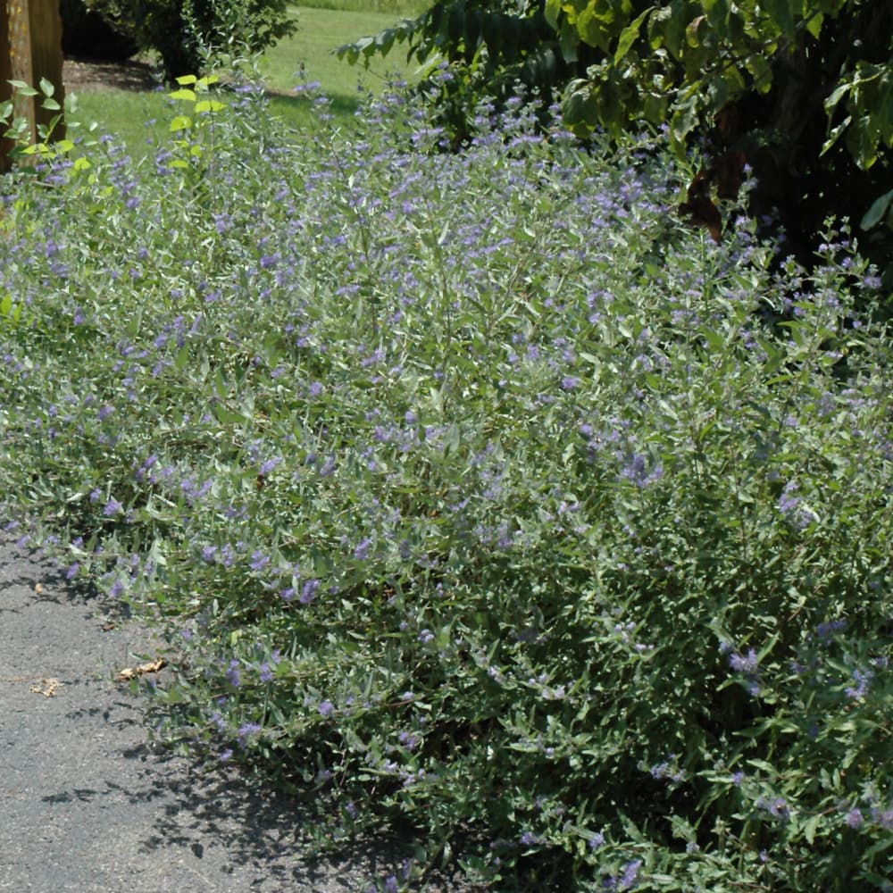 NetPS Plant Finder (www.netpsplantfinder.com)