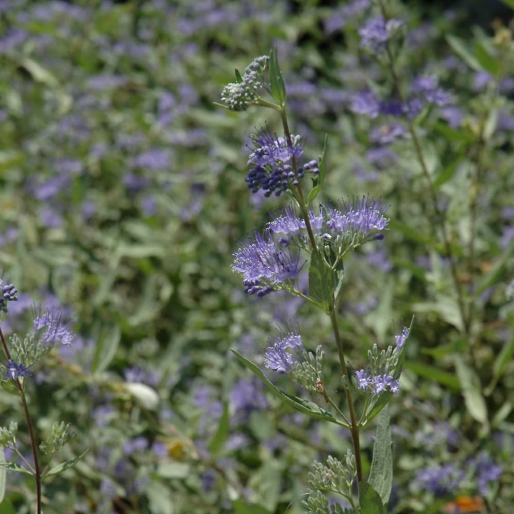 Bluebeard Beyond Midnight