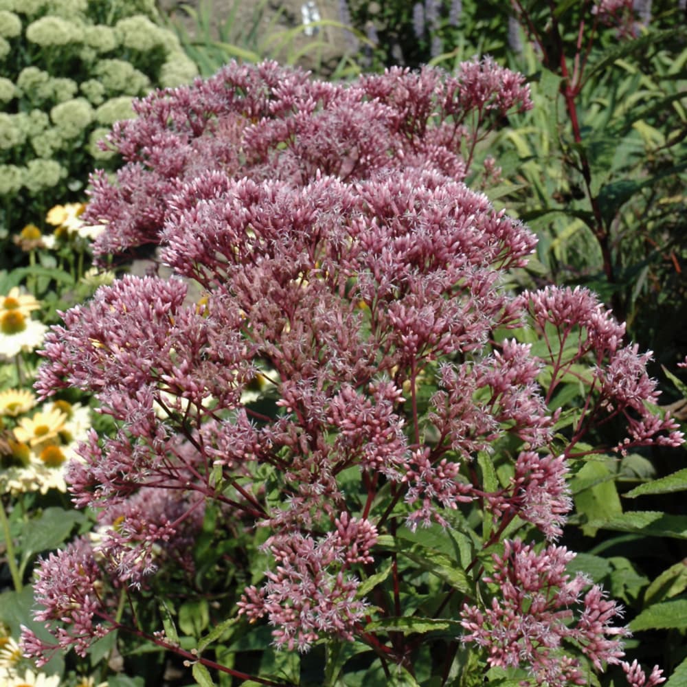 NetPS Plant Finder (www.netpsplantfinder.com)