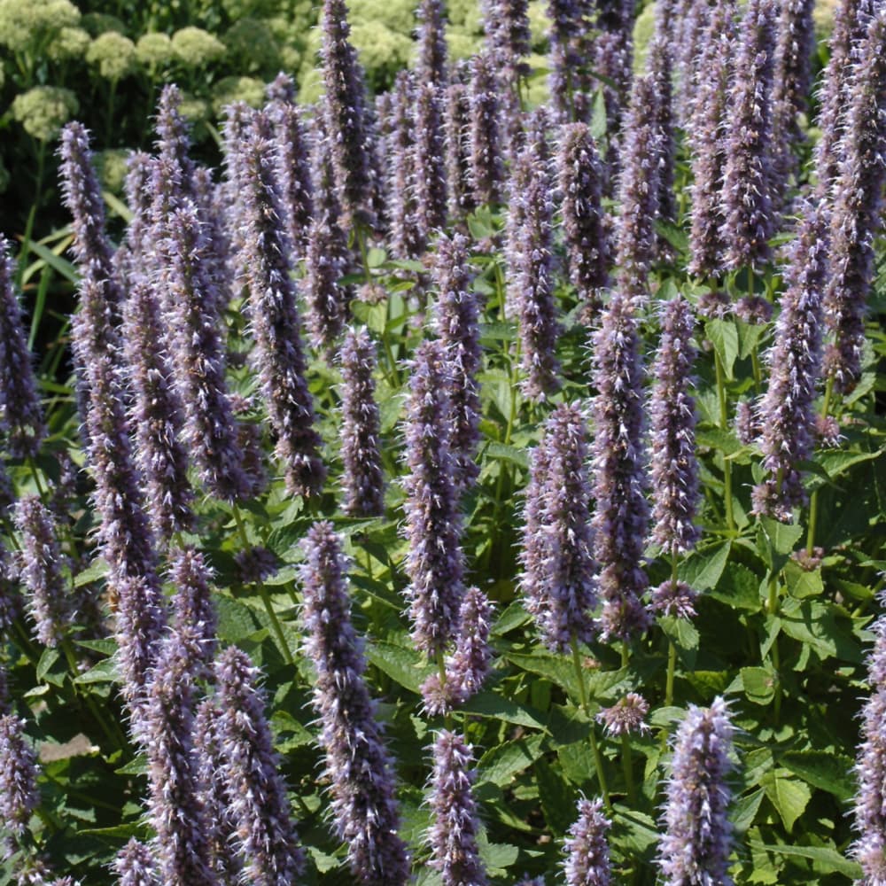Agastache Blue Fortune