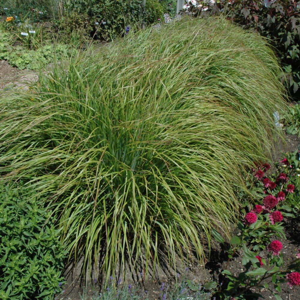 NetPS Plant Finder (www.netpsplantfinder.com)