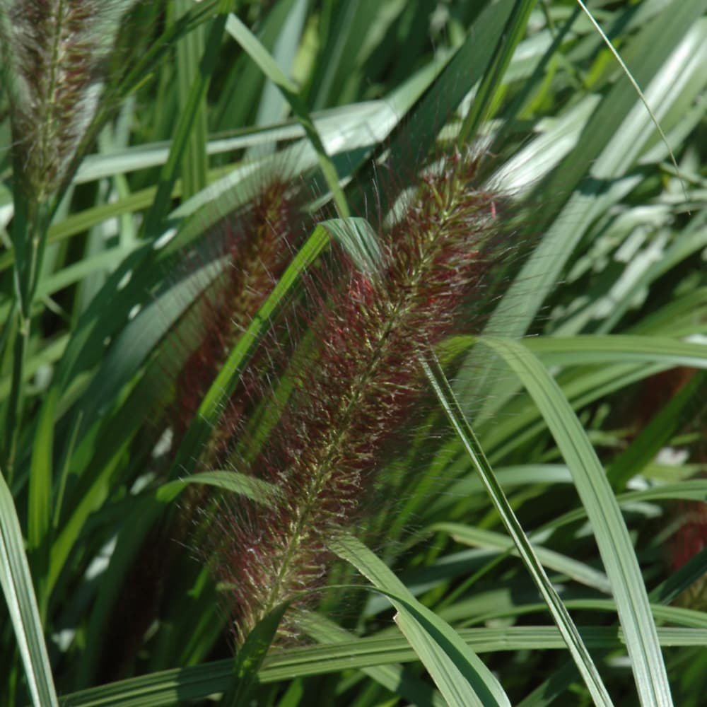 NetPS Plant Finder (www.netpsplantfinder.com)