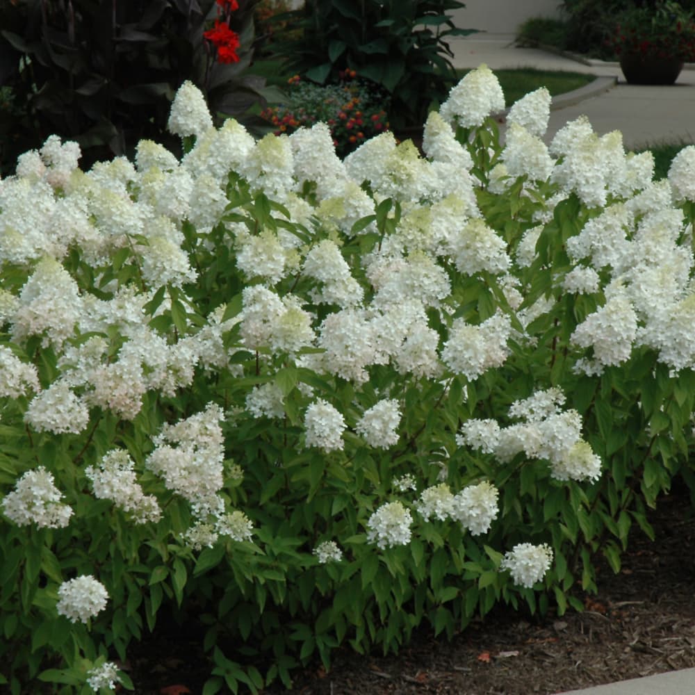 NetPS Plant Finder (www.netpsplantfinder.com)