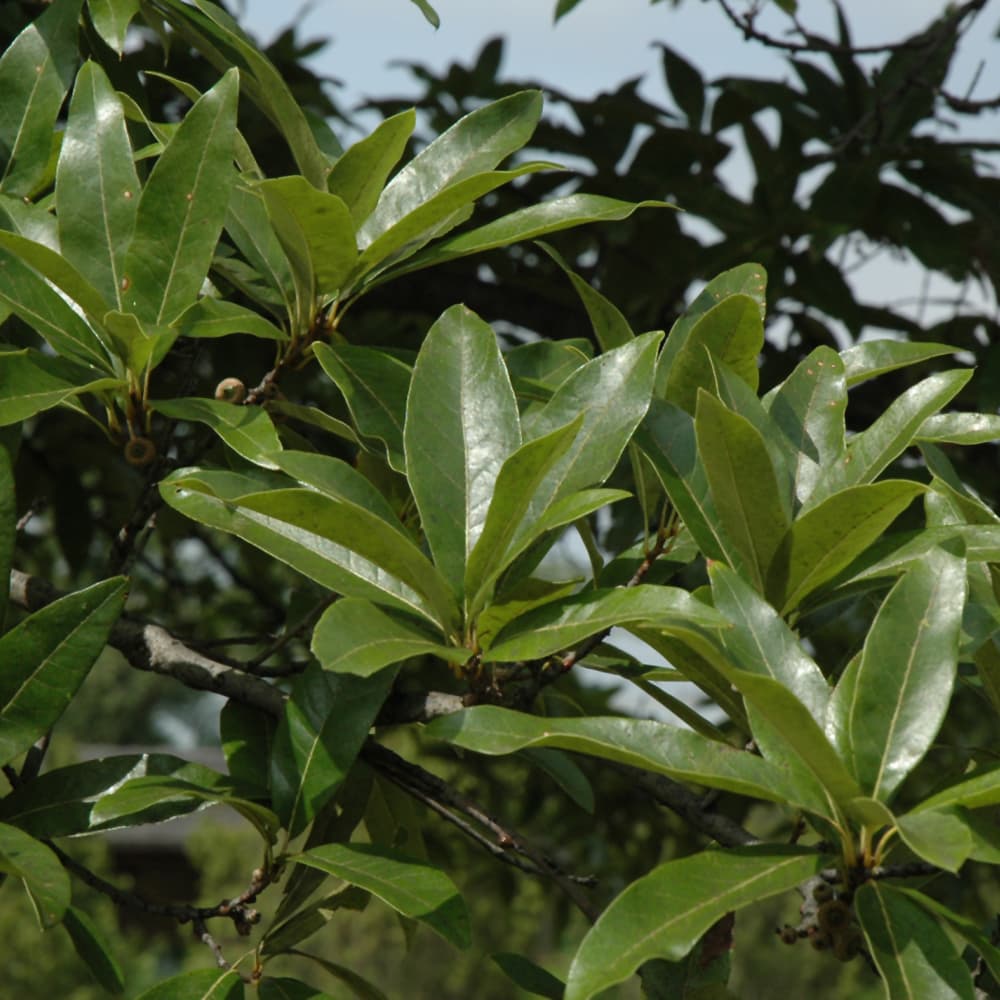 NetPS Plant Finder (www.netpsplantfinder.com)