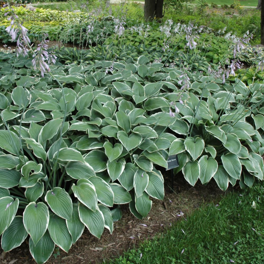 NetPS Plant Finder (www.netpsplantfinder.com)