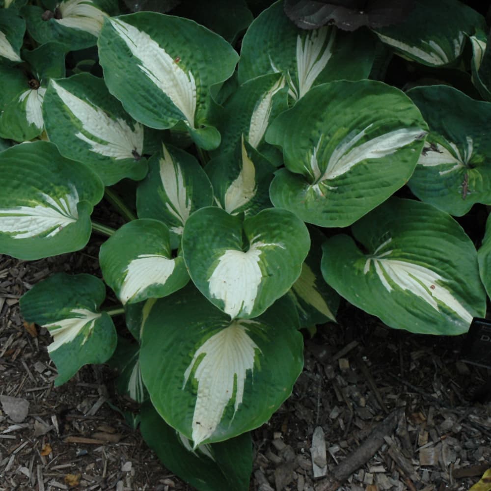 NetPS Plant Finder (www.netpsplantfinder.com)