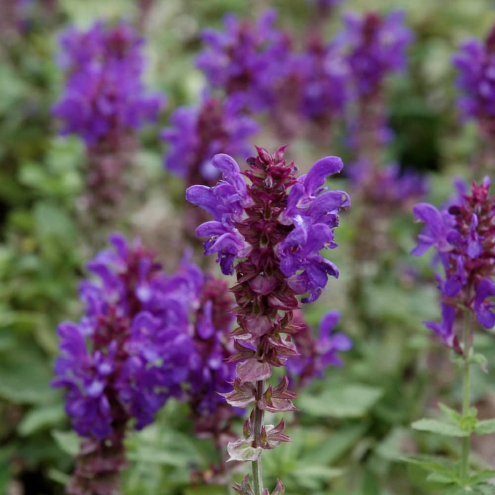 NetPS Plant Finder (www.netpsplantfinder.com)