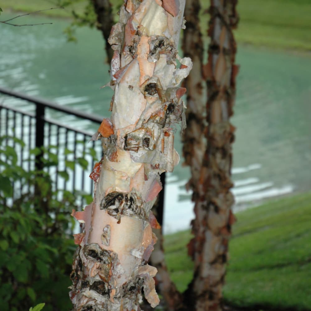 Birch River