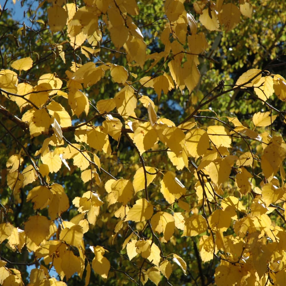 NetPS Plant Finder (www.netpsplantfinder.com)