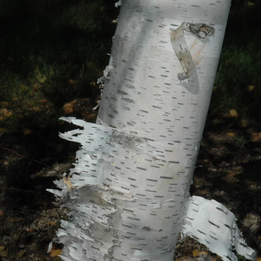 Birch Paper