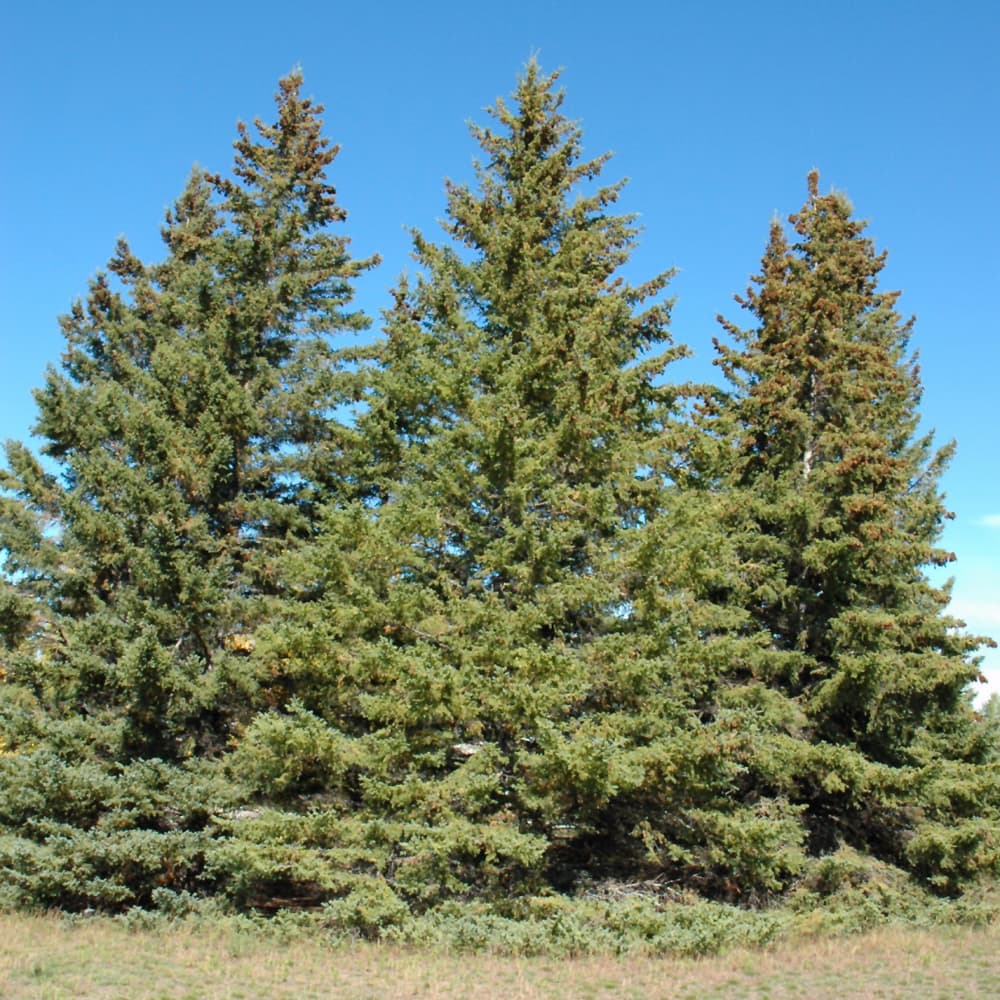 NetPS Plant Finder (www.netpsplantfinder.com)
