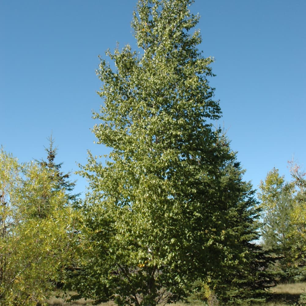 NetPS Plant Finder (www.netpsplantfinder.com)