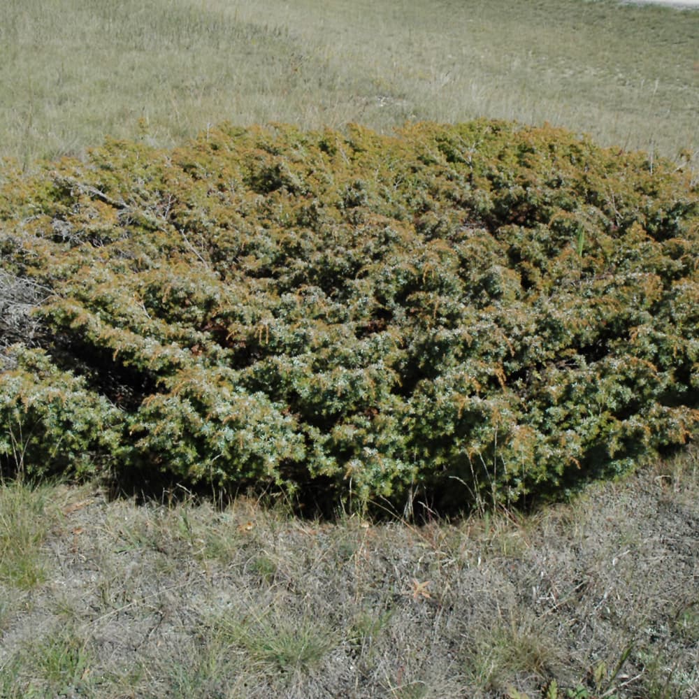 NetPS Plant Finder (www.netpsplantfinder.com)