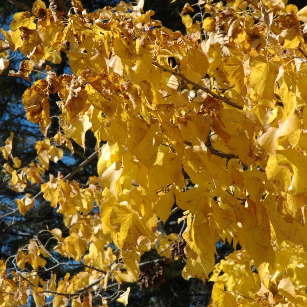 NetPS Plant Finder (www.netpsplantfinder.com)