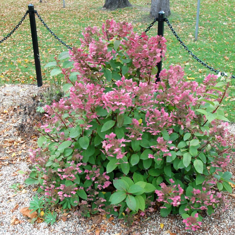 NetPS Plant Finder (www.netpsplantfinder.com)