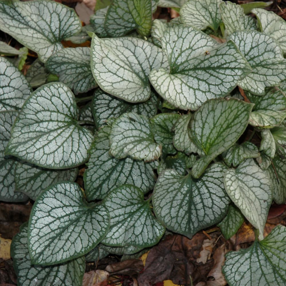 NetPS Plant Finder (www.netpsplantfinder.com)