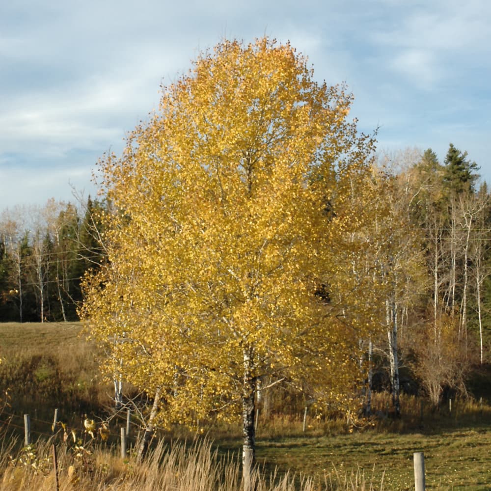NetPS Plant Finder (www.netpsplantfinder.com)