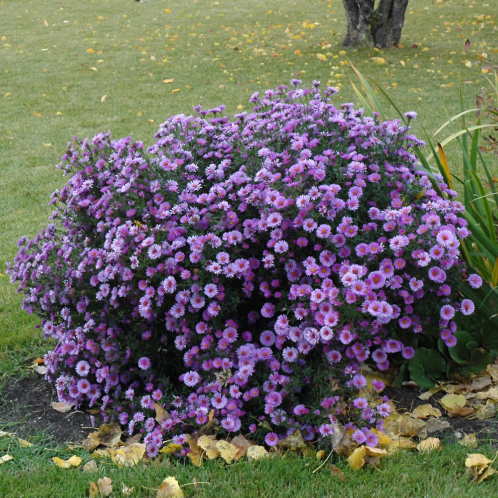 NetPS Plant Finder (www.netpsplantfinder.com)
