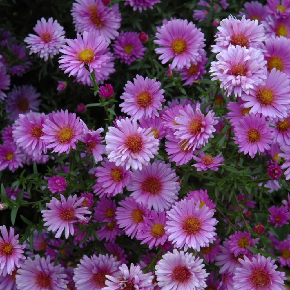 Aster Purple Dome