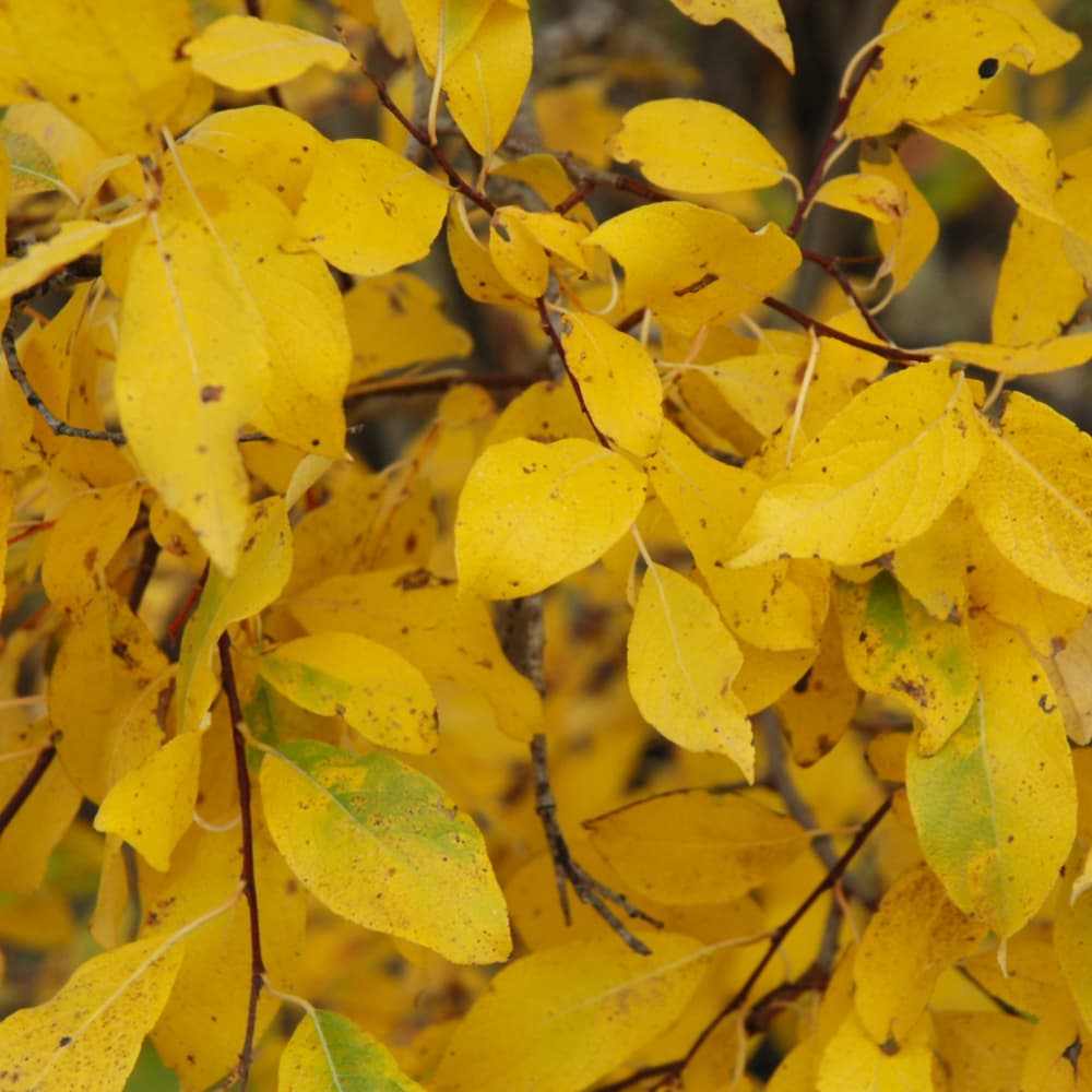 NetPS Plant Finder (www.netpsplantfinder.com)