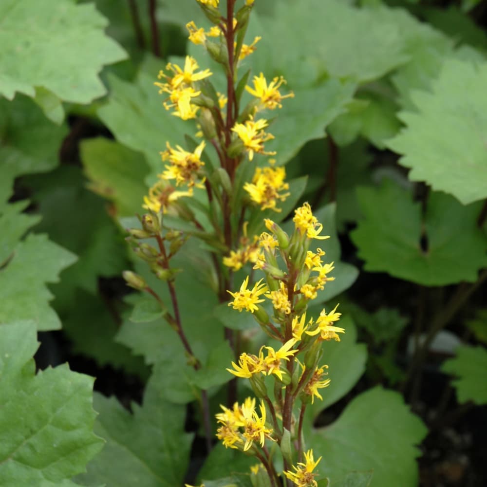 NetPS Plant Finder (www.netpsplantfinder.com)