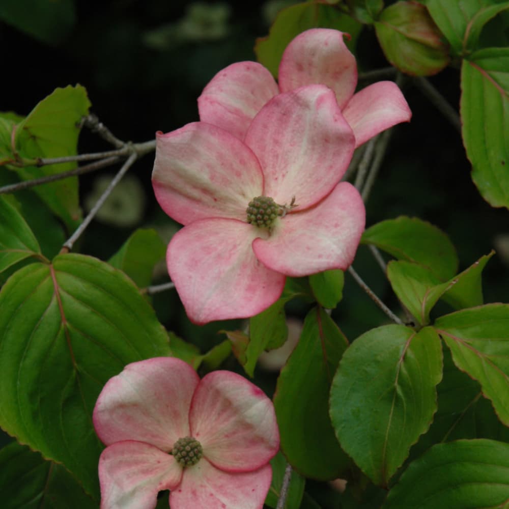 NetPS Plant Finder (www.netpsplantfinder.com)