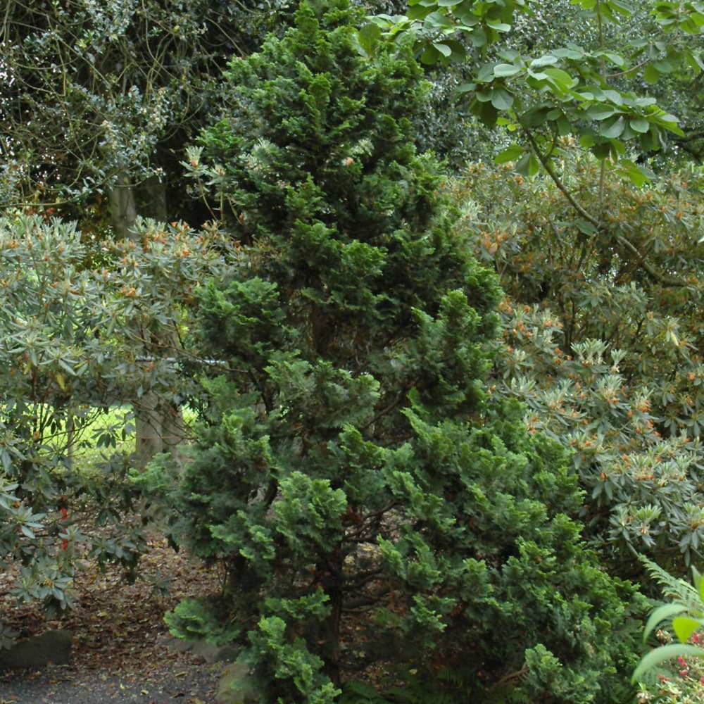 NetPS Plant Finder (www.netpsplantfinder.com)