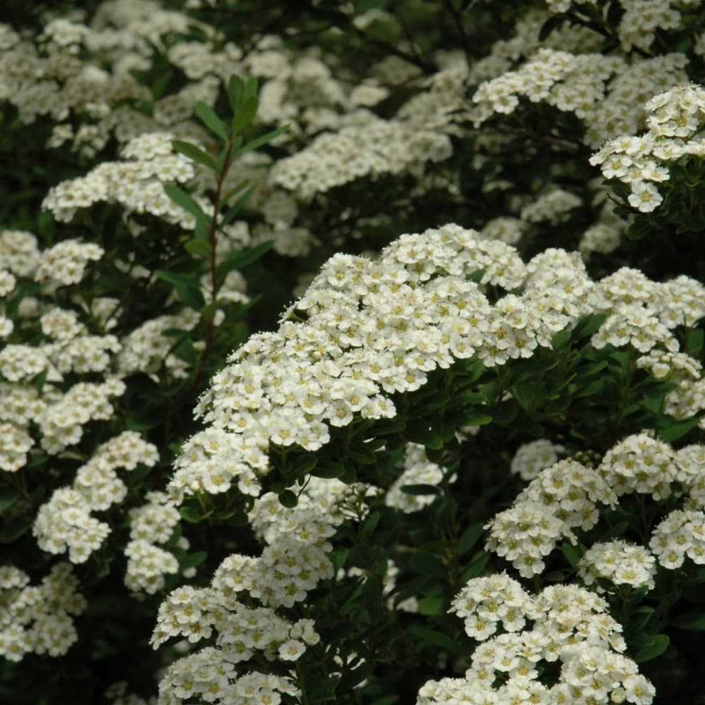 NetPS Plant Finder (www.netpsplantfinder.com)